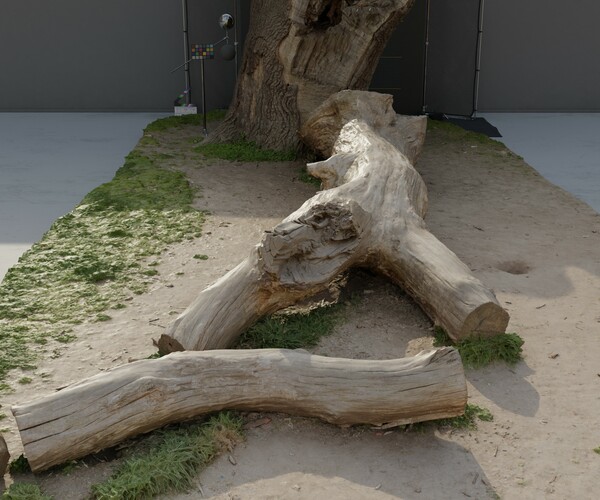 ArtStation - Fallen Tree with a split branch Photogrammetry | Game Assets