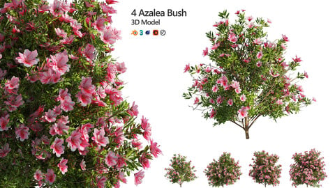 4 spring Azalea Flower Bush
