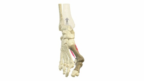 foot mechanisms, anatomy, hallux valgus surgery, foot bones, muscles, sports