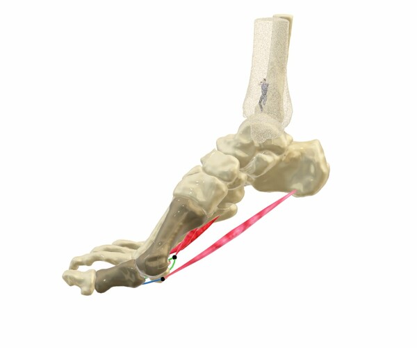 ArtStation foot mechanisms, anatomy, hallux valgus surgery, foot