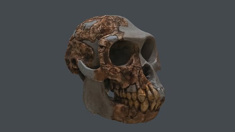 human skeleton_Ardipithecus ramidus (Photogrametry.Photoscan.obj,Photo)