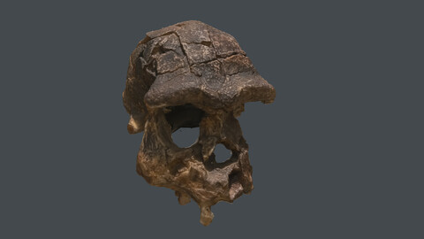 human skeleton_Homo erectus  (Photogrametry.Photoscan.obj,Photo)