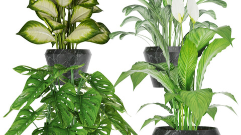 Collection plant one - blender - 3dmax - leaf
