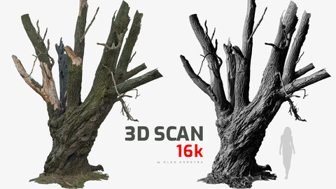 Burnt Tree Trunk 16k Texture Charred Willow RAW 3D Scan