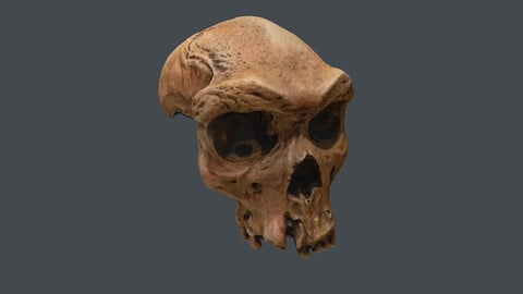 human skeleton_Homo neanderthalensis (Photogrametry.Photoscan.obj,Photo)