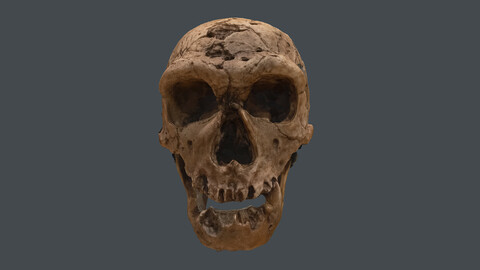 human skeleton_Homo floresiensis (Photogrametry.Photoscan.obj,Photo)