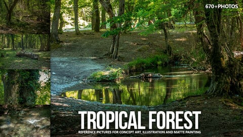 670+ Tropical Forest Reference Pictures