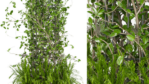 Collection plant vol 17 - ivy - leaf - blender - 3dmax - cinema 4d