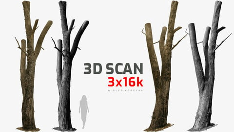 Burnt Tree Trunk 3x16k Textures Ultra HQ raw 3D scan