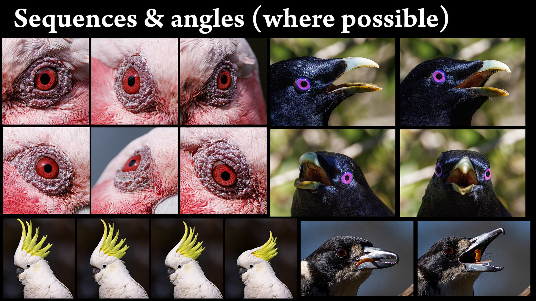 Gallery: Birds at Thumbnail Scale