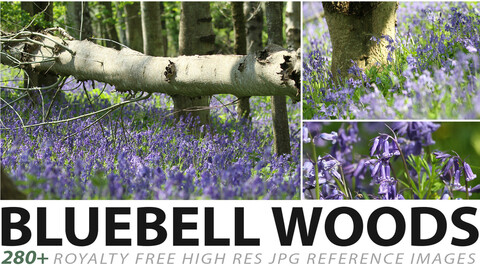 Bluebell Woods - reference images