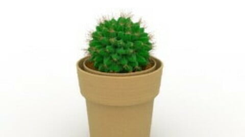 Resource-Interior-Exterior-Plant - Cactus Deco