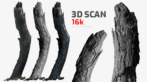 Burnt Tree Trunk 1x16k Textures Raw 3D scan