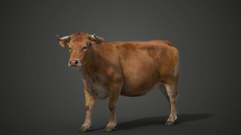 Cattle Cow Animated | VFX Grace