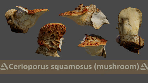 Cerioporus squamosus (mushroom)