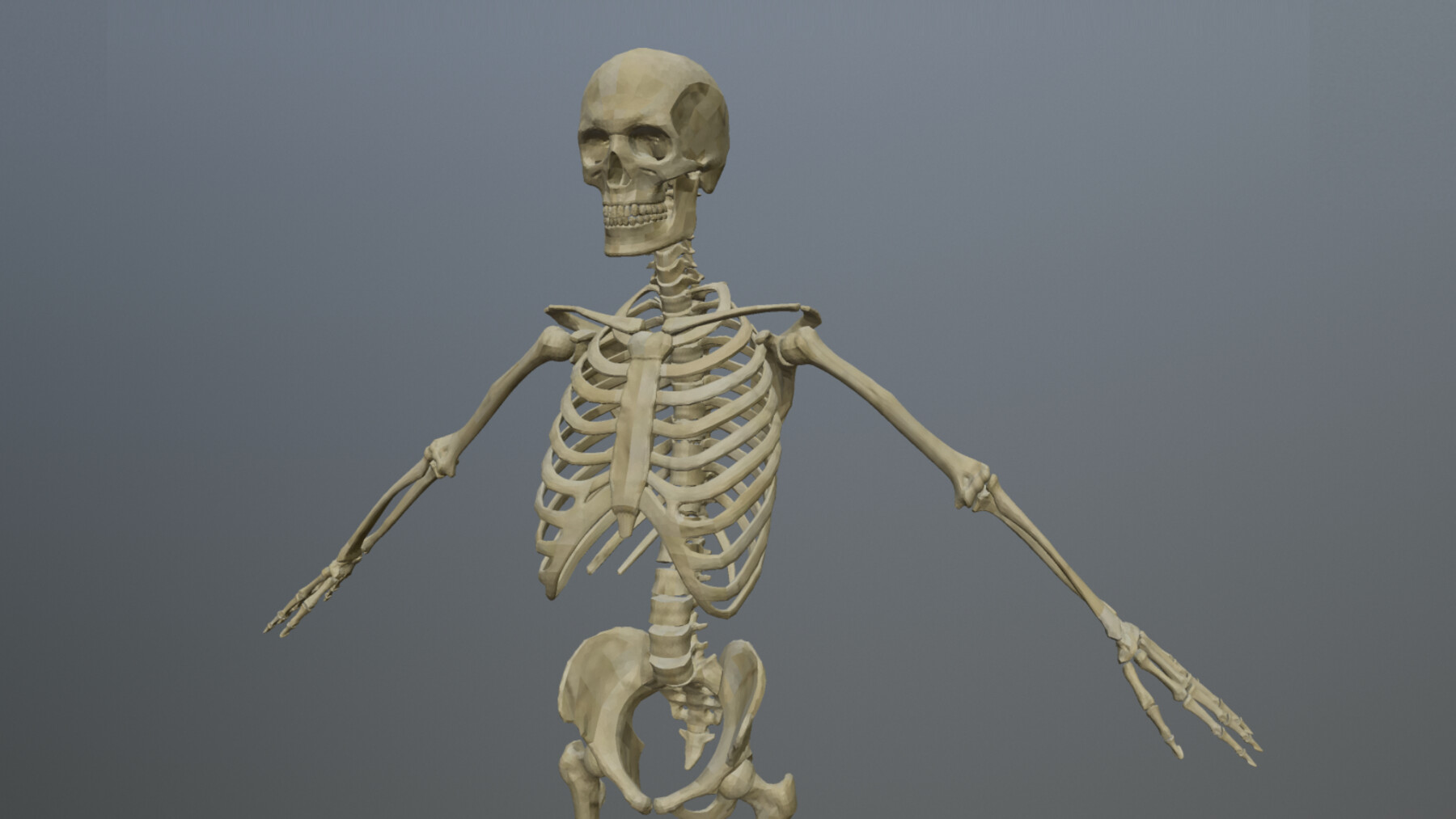 ArtStation - ANATOMIC HUMAN SKELETON low-poly PBR | Game Assets