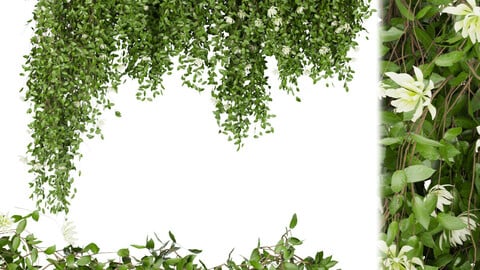 Collection plant vol 92 - ivy - bush - flower - leaf - blender - 3dmax - cinema 4d