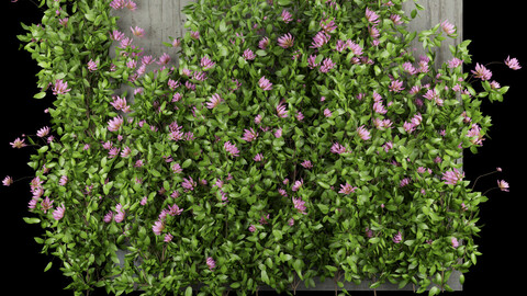 ​Collection plant vol 105 - ivy - bush - blender - 3dmax - cinema 4d