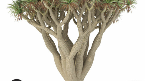 XfrogPlants Dragon Tree 3D model