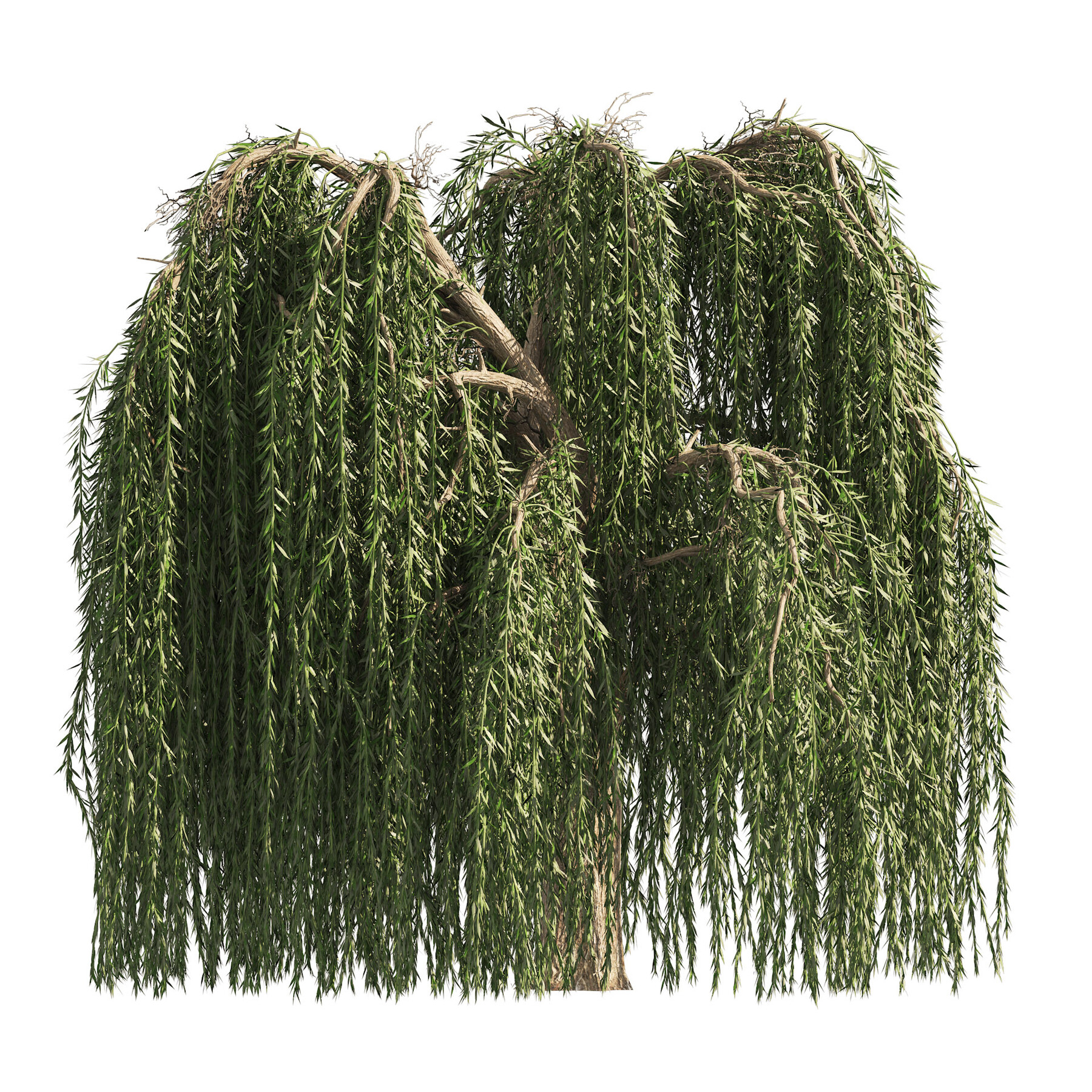 ArtStation - 4 Weeping Willow Salix babylonica Trees | Resources