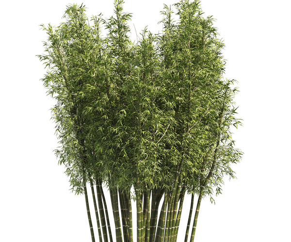 ArtStation - 2 Bamboo Clusters | Resources