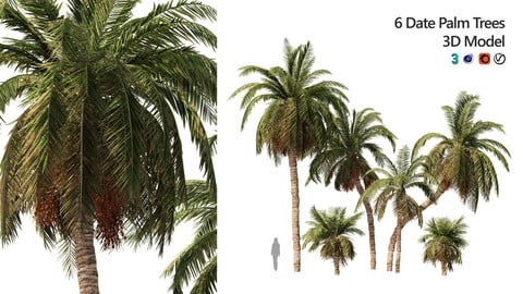 6 Arabian Date palm Trees waha palm