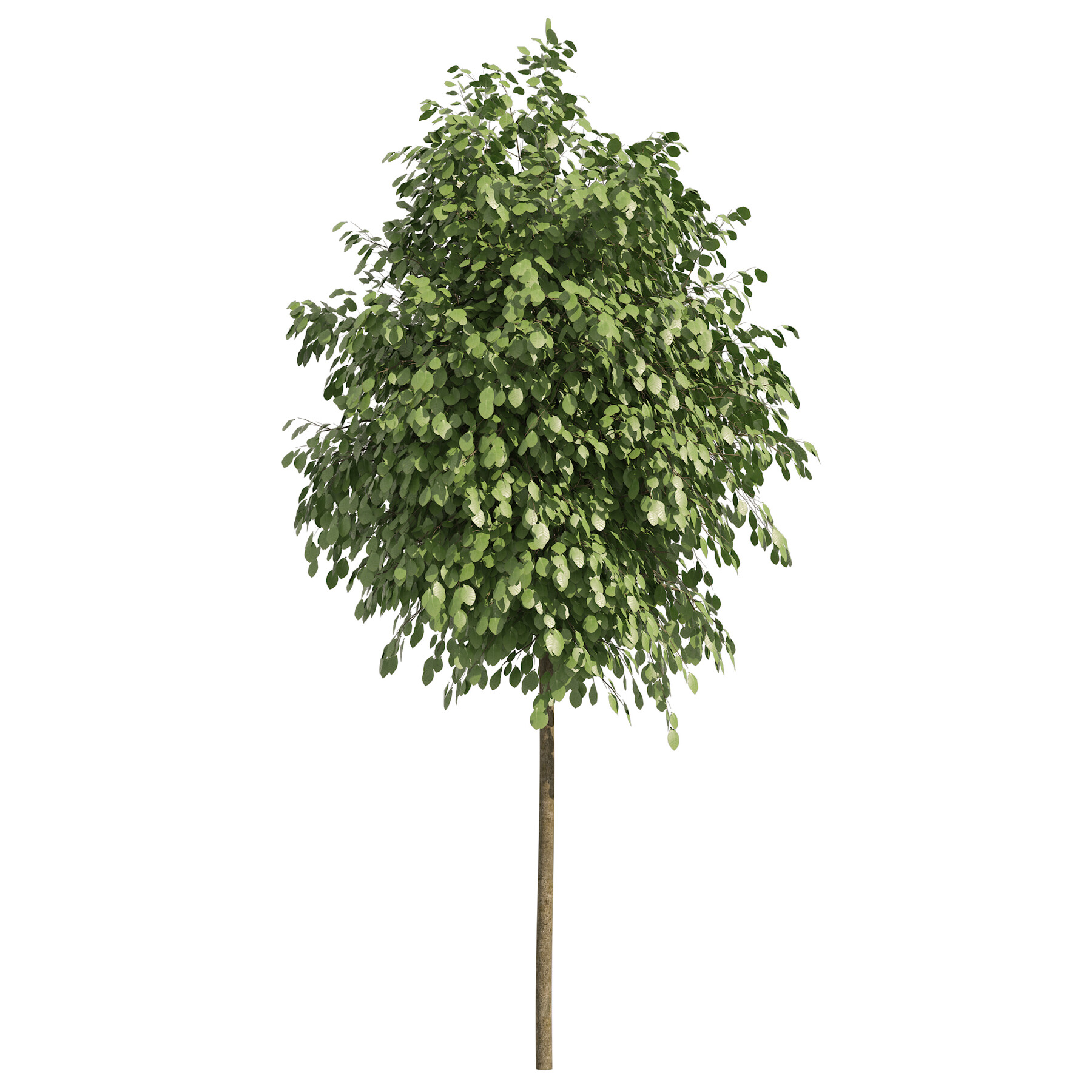 Round trees