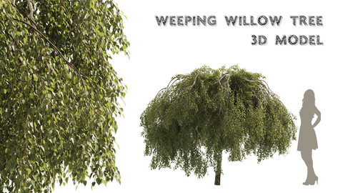 Green Weeping Willow Tree small size