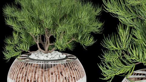 Collection plant vol 136 - pine - stone - leaf - blender - 3dmax - cinema 4d