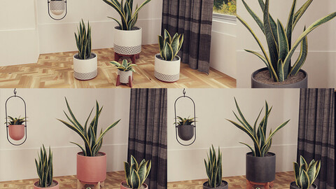 Snake Plants collection  ( plants vol 01)