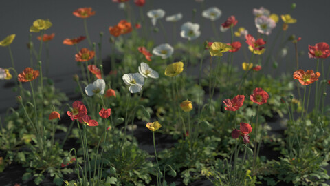 Iceland Poppy | VFX Grace