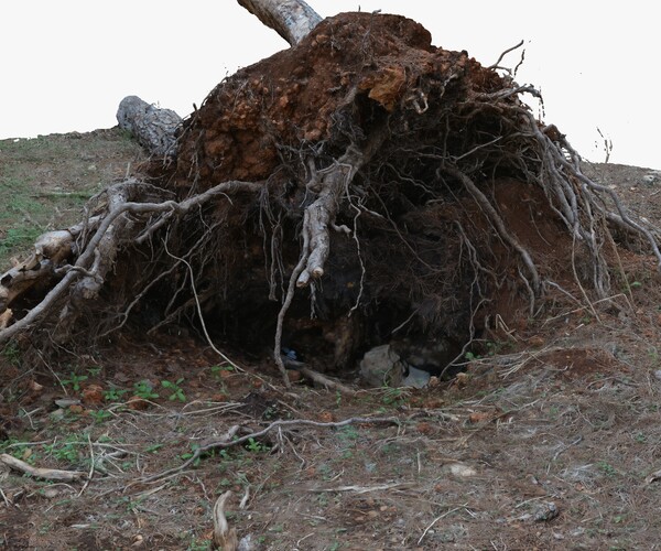 ArtStation - Fallen Pine Tree Bare Roots 1x16k 4x16k Textures 3D Model ...