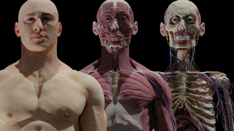 HD Male Complete Human 3D Anatomy Model