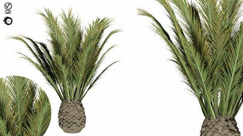 palm tree-s02