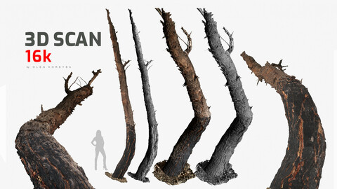 Burnt Tree Trunk 1x16k \ 2x16k Textures Ultra HQ mesh Raw 3D scan