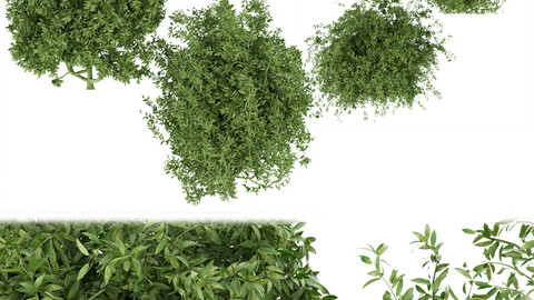 Collection plant vol 226  - leaf - bush - blender - 3dmax - cinema 4d