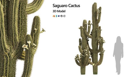 Saguaro Cactus of Arizona