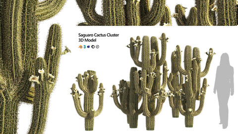 Saguaro Cactus Cluster of Arizona