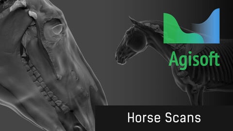 Horse 3D Scans