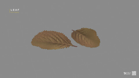 Leaf Autumn | Stell Agro