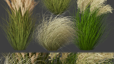 Collection plant vol 278 - grass - outdoor - blender - 3dmax - cinema 4d