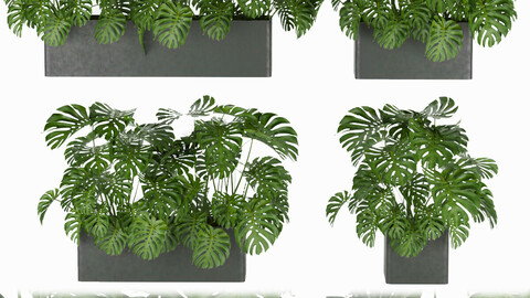 Collection plant vol 323 - indoor - monstera - blender - 3dmax - cinema 4d