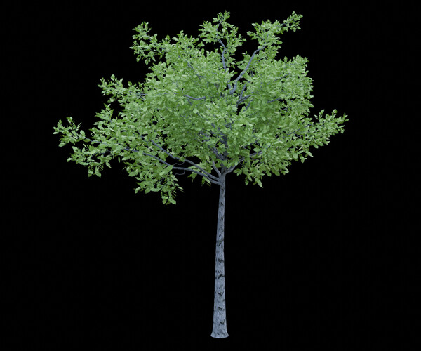 ArtStation - Tree Geometry Nodes | Resources