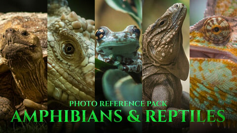 Amphibians & Reptiles -Photo Reference Pack For Artists 197 JPEGs