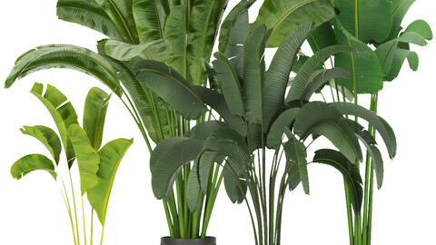 Collection plant vol 328 - indoor - banana - leaf - blender - 3dmax - cinema 4d