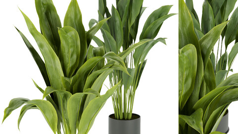 Collection plant vol 329 - indoor - banana - leaf - blender - 3dmax - cinema 4d