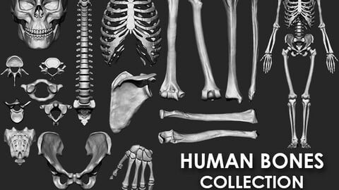 (Skeleton) Human Bones Collection IMM Brush Pack 26 in One