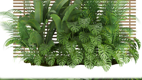 Collection plant vol 335 - monstera - banana - leaf - outdoor - blender - 3dmax - cinema 4d