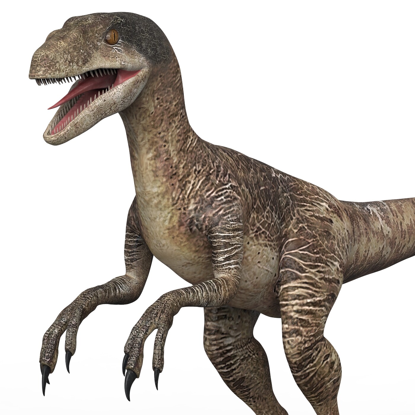 ArtStation - Velociraptor Dinosaur 3D Model | Resources