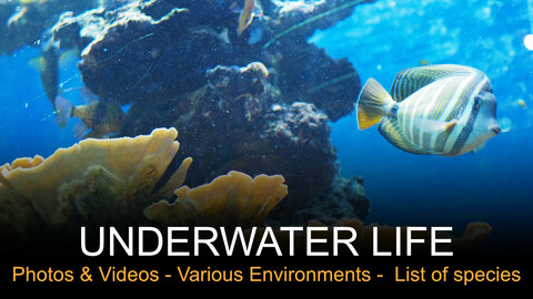 Underwater life - photos and video clips